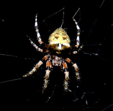 Image of Araneus