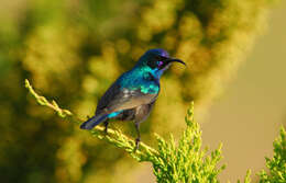 Image of Palestine Sunbird