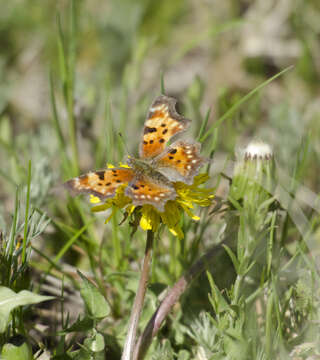 Sivun Polygonia faunus Edwards 1862 kuva