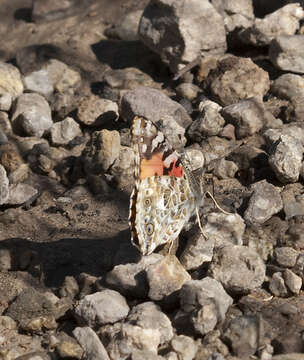 Image of Vanessa cardui