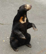 Image of Sun bear