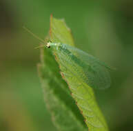 Image of Chrysopidae