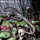 Image of Madrean Alligator Lizard