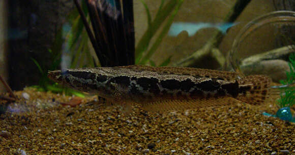 Image of African Snakeheads