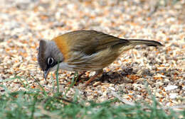 Yuhina flavicollis Hodgson 1836 resmi