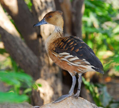 Image of Fulvous Duck