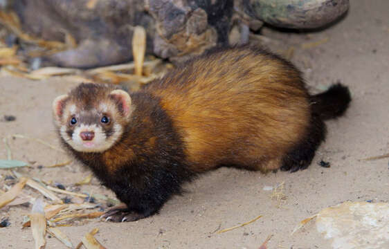 Image of western polecat, polecat