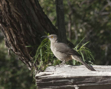 Image of Curve-billed Thrasher