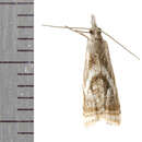 Microcrambus elegans Clemens 1860的圖片