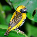 Image of Yellow-crowned Bishop