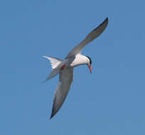 Imagem de Sterna hirundo Linnaeus 1758