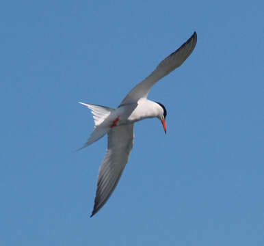 Imagem de Sterna hirundo Linnaeus 1758