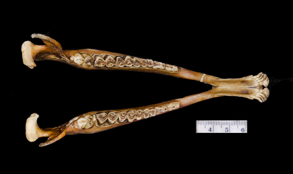 Cephalophus callipygus Peters 1876 resmi