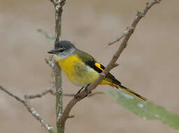 Image of Grey-chinned Minivet