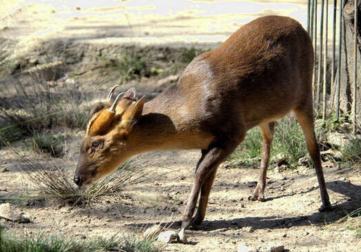 Image of Reeves' Muntjac