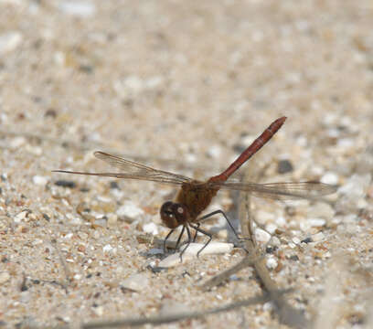 Image of Saffron-winged Meadowhawk