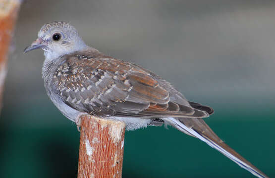 Image of Geopelia Swainson 1837