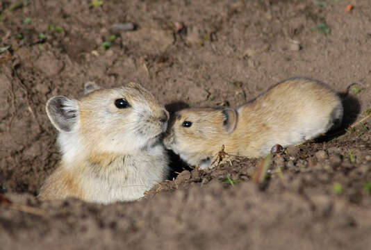 Image of Black-lipped Pika