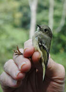 Image of Ruby-Crowned Kinglet