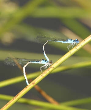 Image of Azure Bluet