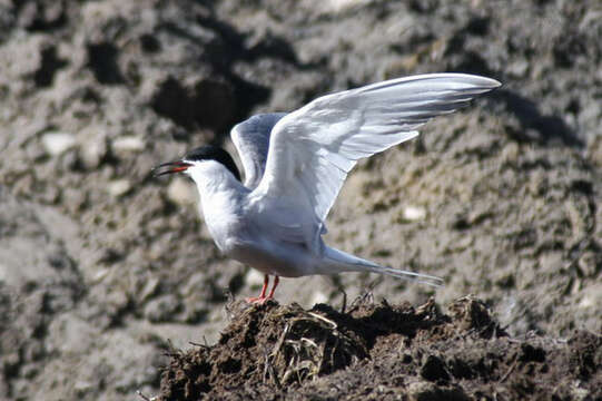 Imagem de Sterna hirundo Linnaeus 1758