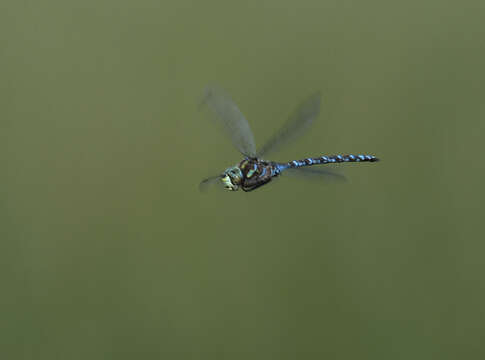 Image of Canada Darner