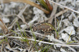 Image of Bronzed Tiger Beetle