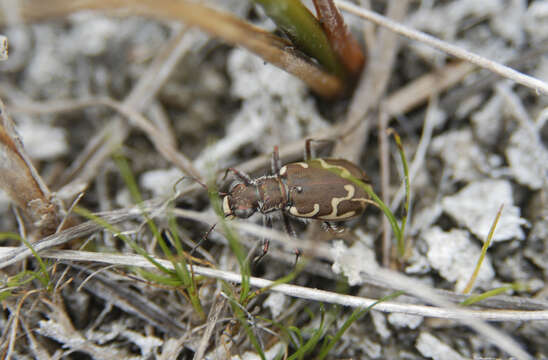 Image of Bronzed Tiger Beetle