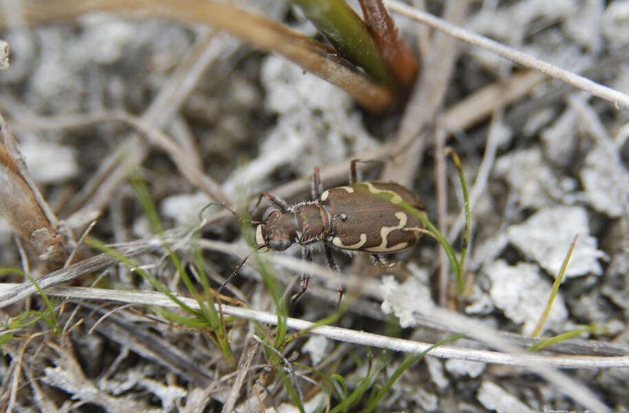 Слика од Cicindela (Cicindela) repanda Dejean 1825