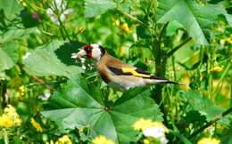 Image of Carduelis Brisson 1760