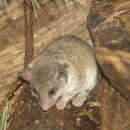 Image of Forest African Dormouse