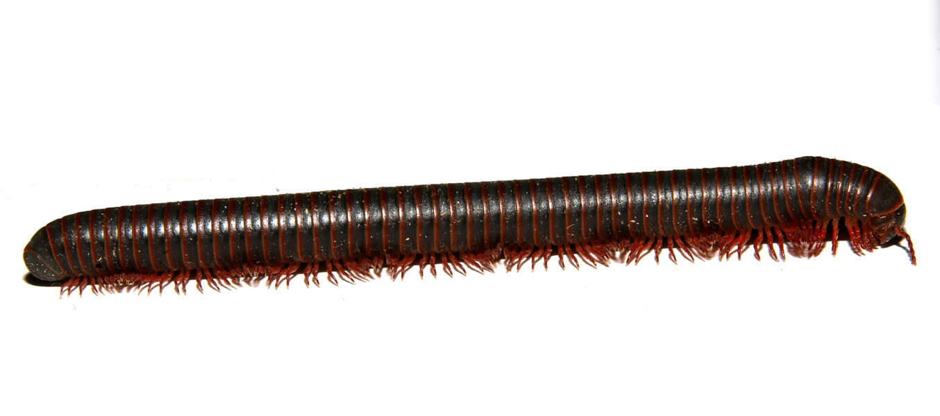 Image of an order of millipedes