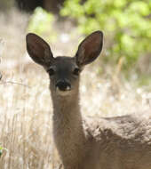 Image of White-tailed deer