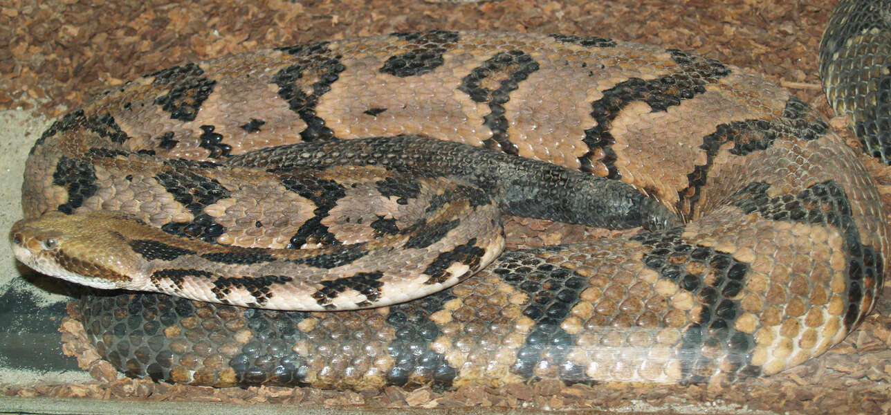 Çizgili çıngırak yılanı resmi
