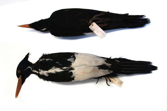 Image of Ivory-billed Woodpecker