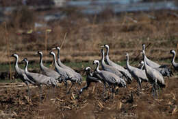 Image of Common Crane