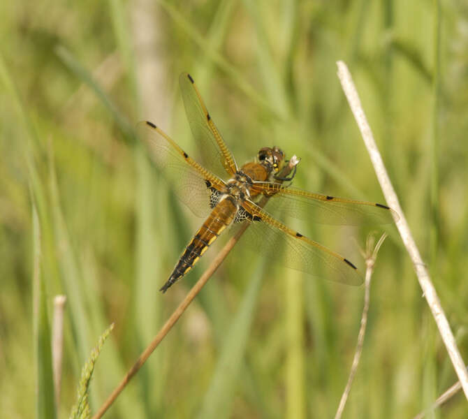 Image of Four-spotted Chaser