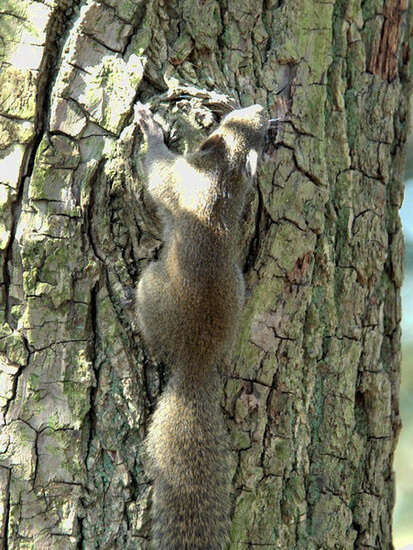 Image of Pallas's Squirrel