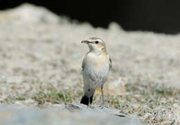 Image of Isabelline Wheatear