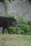 Image of tapir