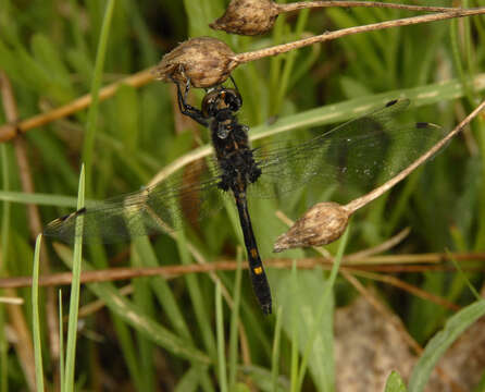 Image of Dot-tailed Whiteface