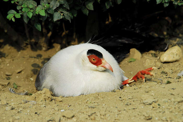 Image of White Eared Pheasant