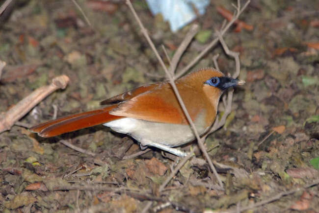 Image of Garrulax caerulatus