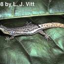 صورة Sphaerodactylus millepunctatus Hallowell 1861