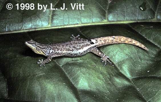 Image of Ocellated Gecko