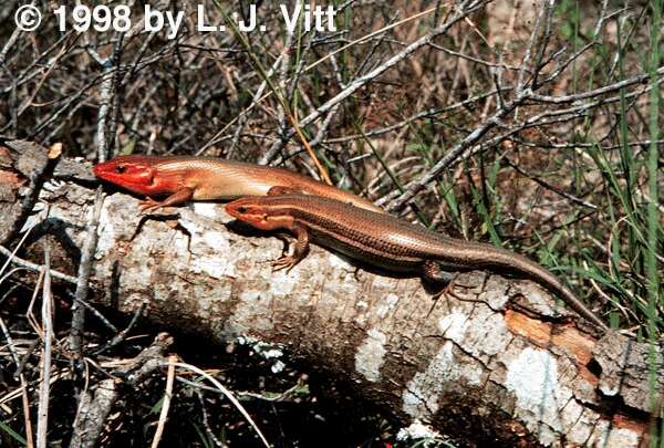 Plestiodon laticeps (Schneider 1801) resmi