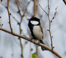 Image of Great Tit