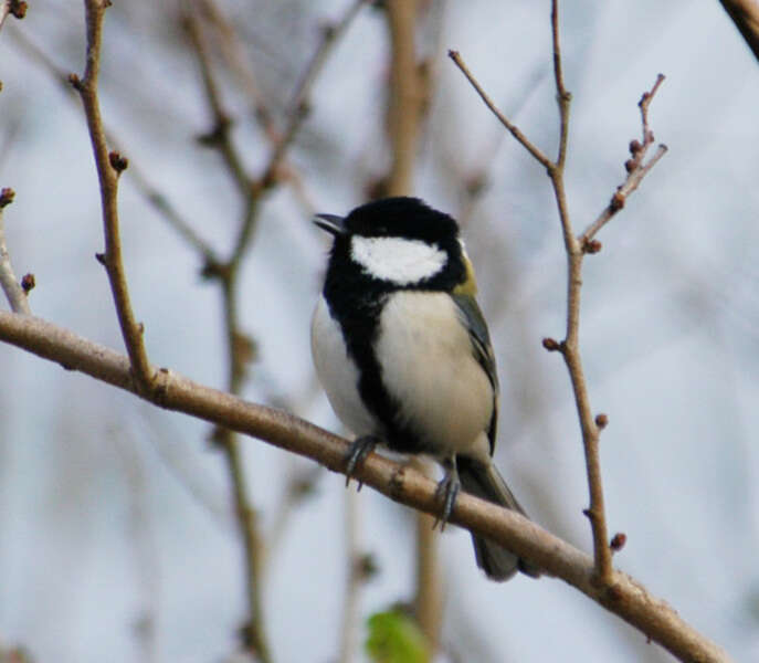 Image of Great Tit