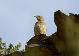 Plancia ëd Monticola saxatilis (Linnaeus 1766)