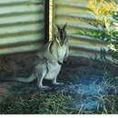 Image of Bridled Nail-tail Wallaby